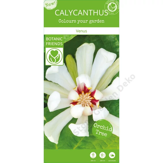 Calycanthus chinensis Venus