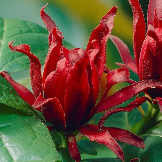 Calycanthus chinensis Hartlage Wine
