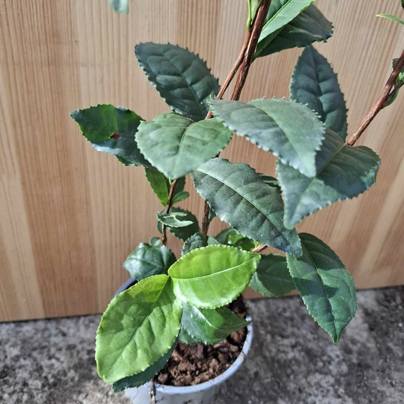 Camellia sinensis Tea