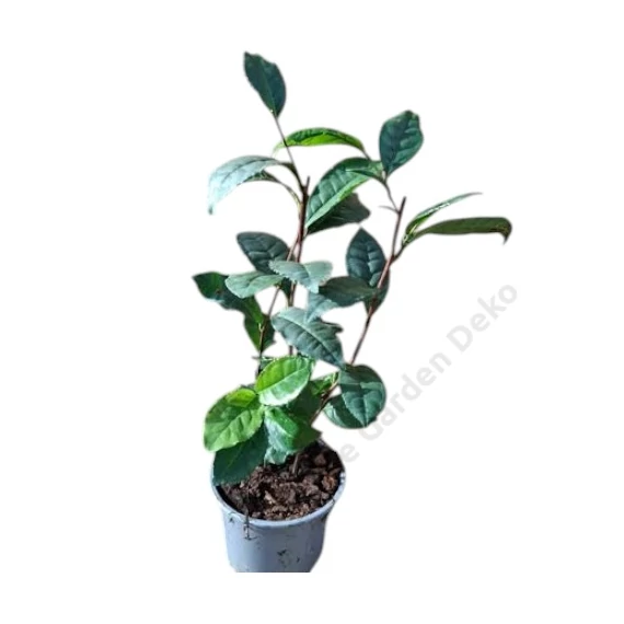Camellia sinensis Tea
