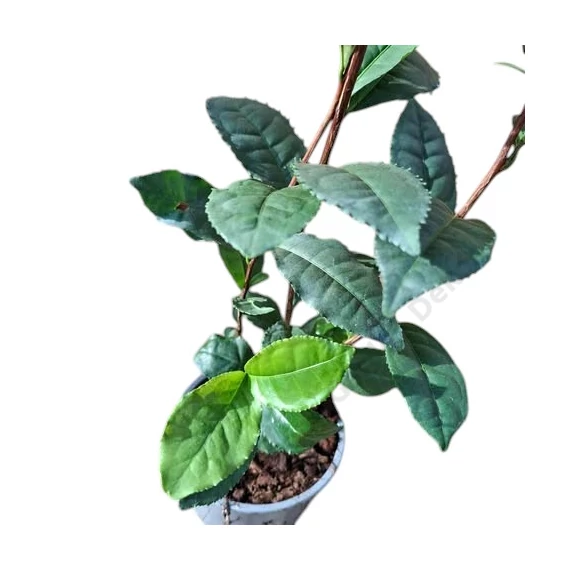 Camellia sinensis Tea