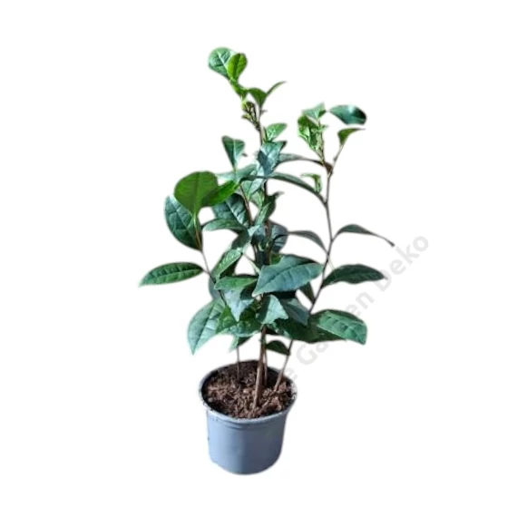 Camellia sinensis Tea