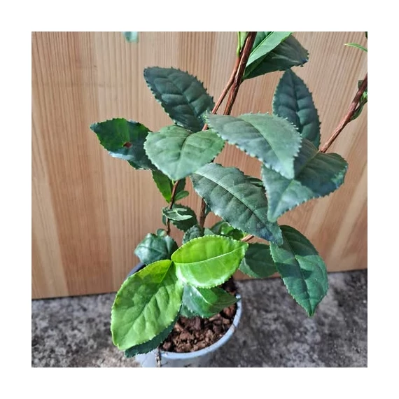 Camellia sinensis Tea