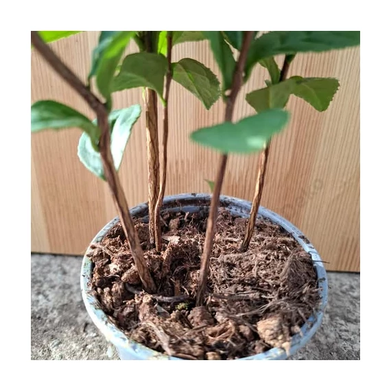 Camellia sinensis Tea