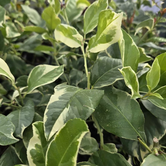 Citrus lemon Meyer Variegata