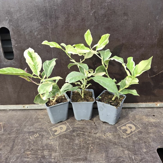 Citrus lemon Meyer Variegata