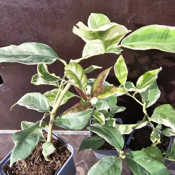 Citrus lemon Meyer Variegata