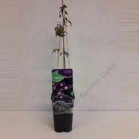 Clematis Alpina