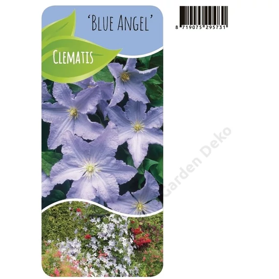 Clematis Blue Angel