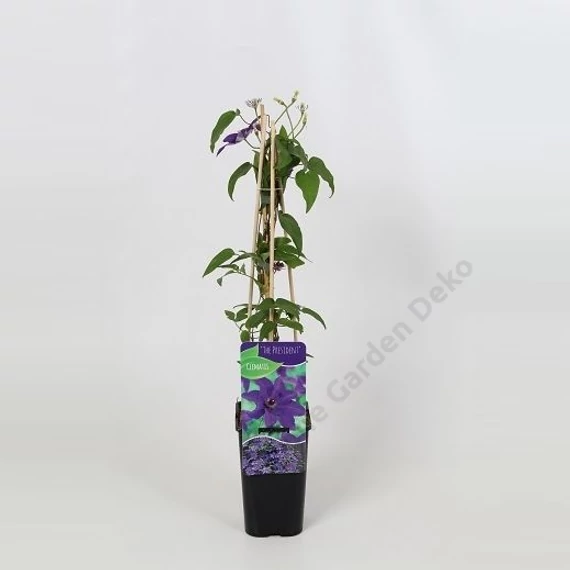 Clematis President