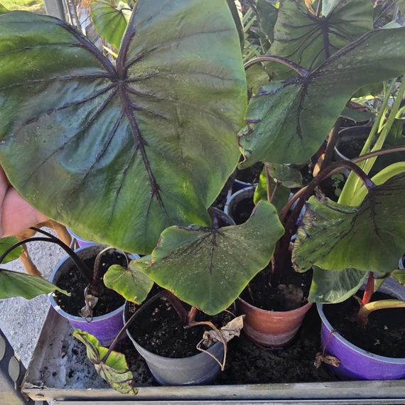 Colocasia Pharaoh's Mask Cophama