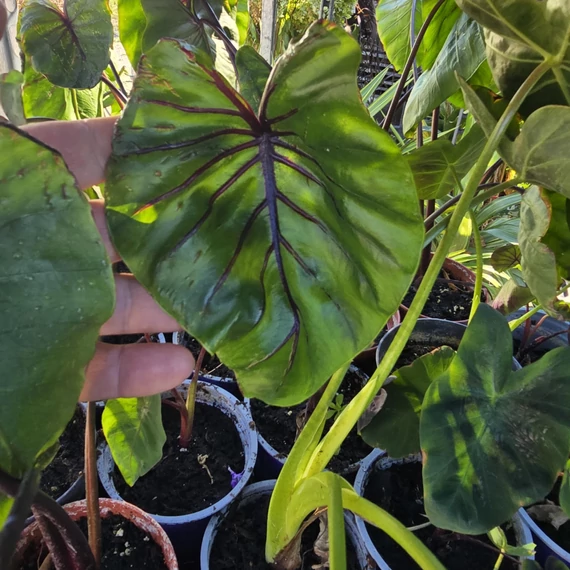 Colocasia Pharaoh's Mask Cophama