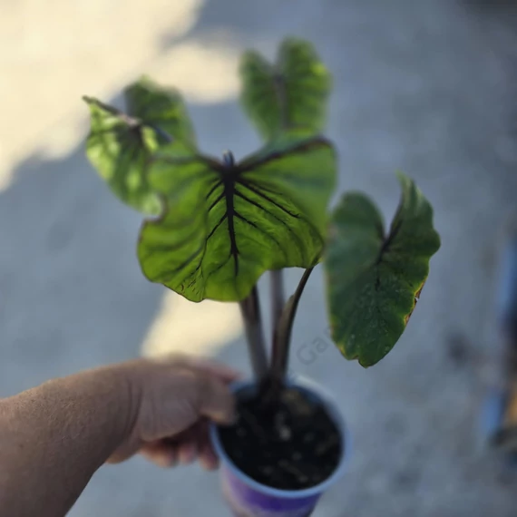 Colocasia Pharaoh's Mask Cophama