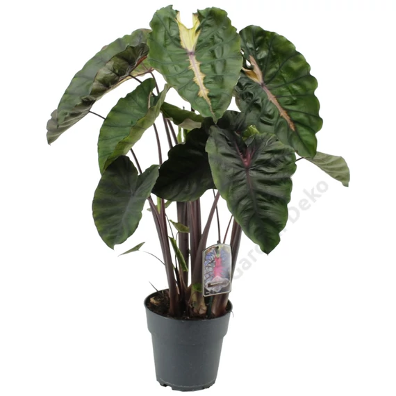 Colocasia Redemption