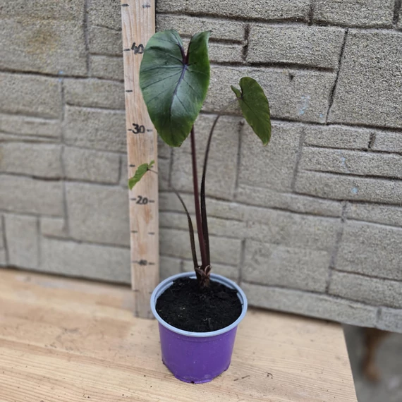 Colocasia Redemption