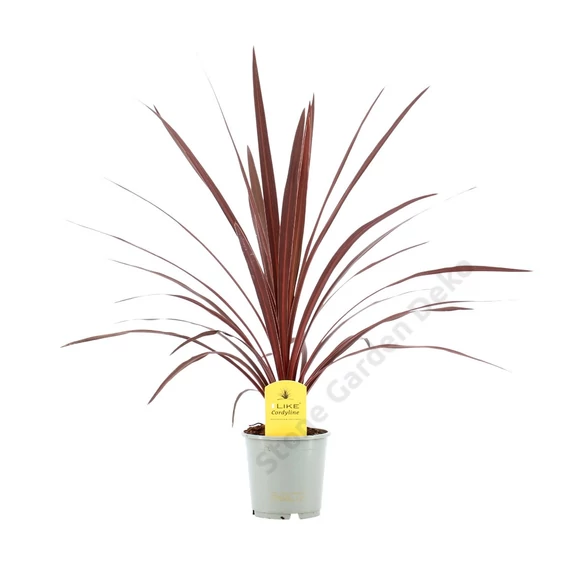 Cordyline Red Star