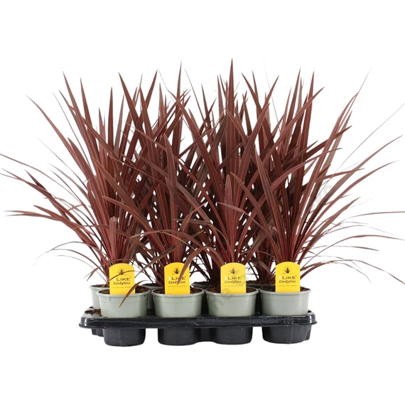 Cordyline Red Star