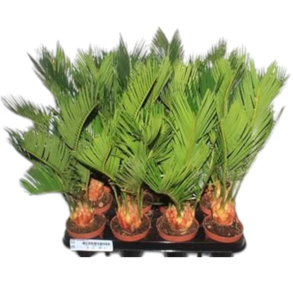 Cycas revoluta