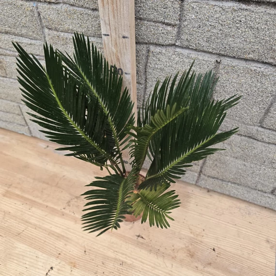 Cycas revoluta