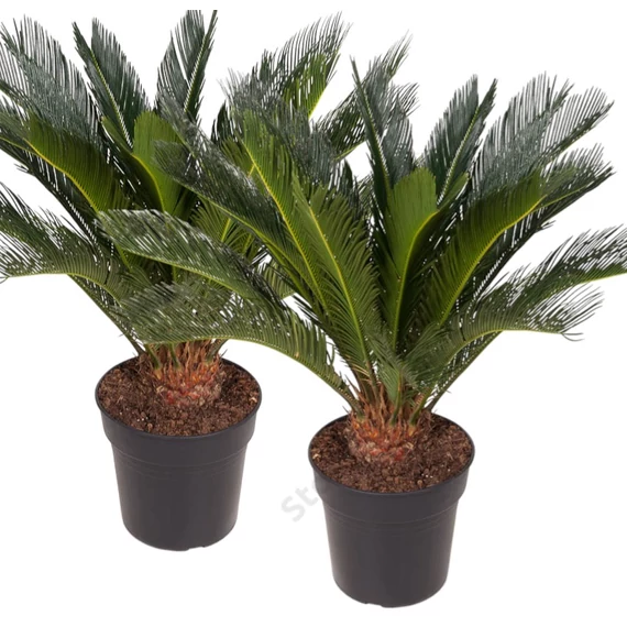 Cycas revoluta