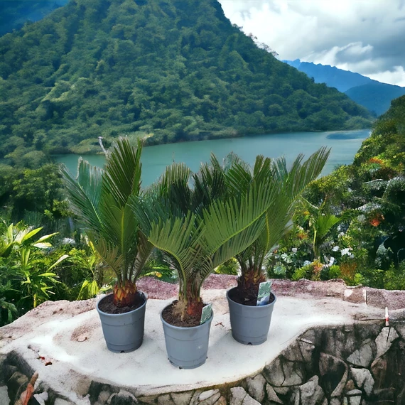 Cycas revoluta