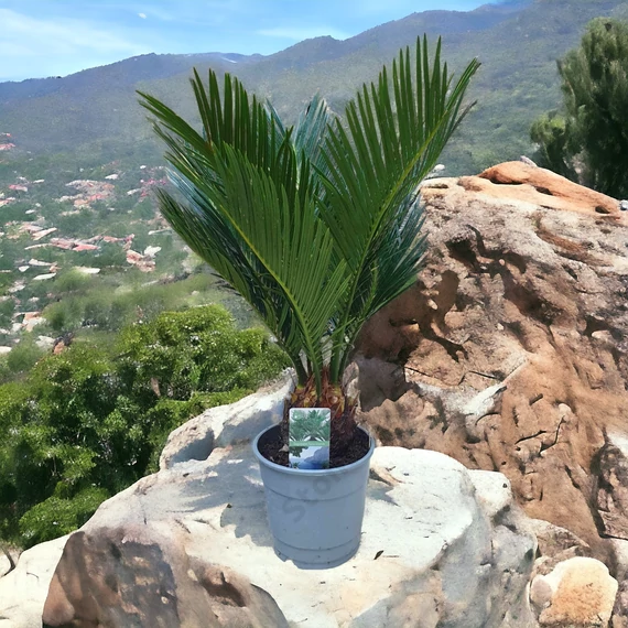 Cycas revoluta