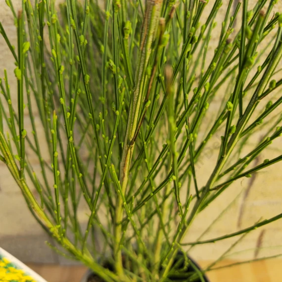 Cytisus scoparius Vanesse