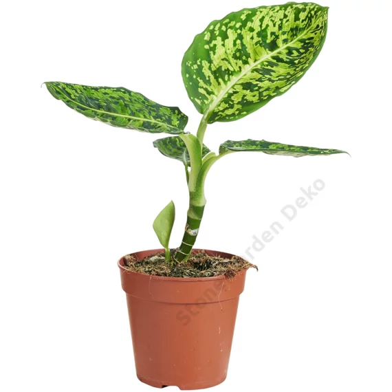 Dieffenbachia Reflector