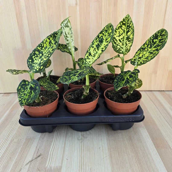 Dieffenbachia Reflector