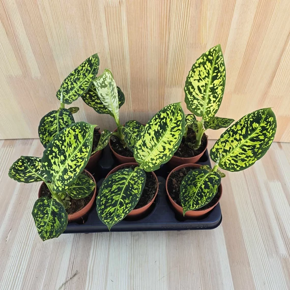 Dieffenbachia Reflector