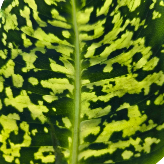 Dieffenbachia Reflector