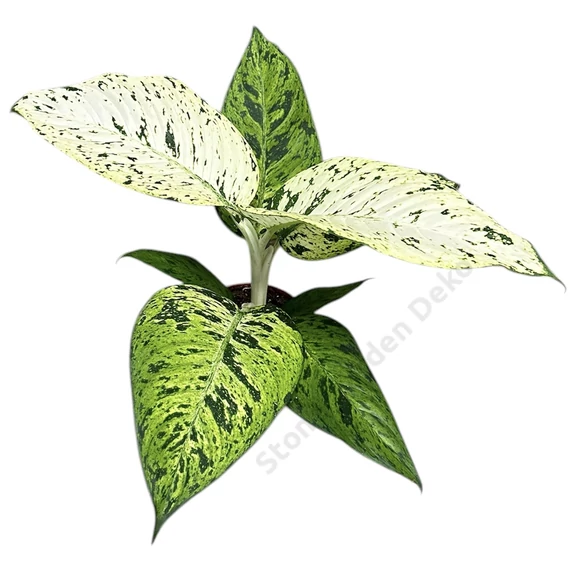 Dieffenbachia Snowflake