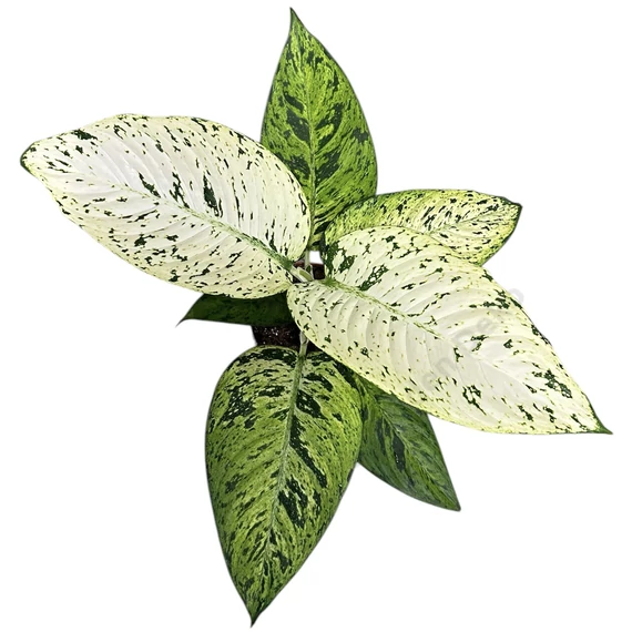 Dieffenbachia Snowflake