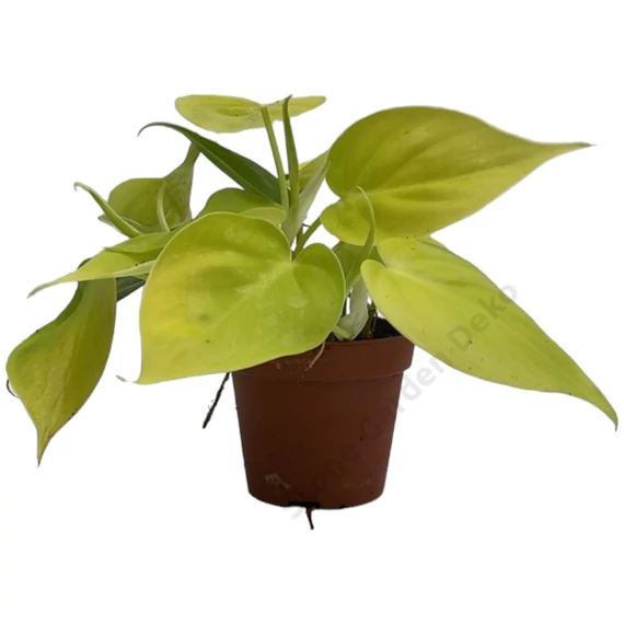 Epipremnum Golden Pothos