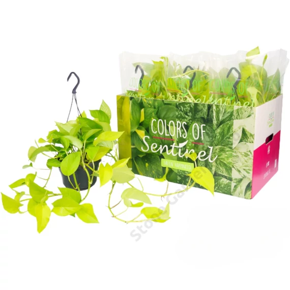 Epipremnum Golden Pothos
