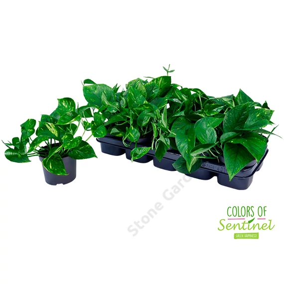 Epipremnum pinnatum Aureum