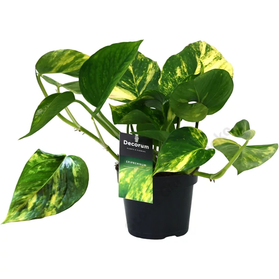 Epipremnum pinnatum Aureum