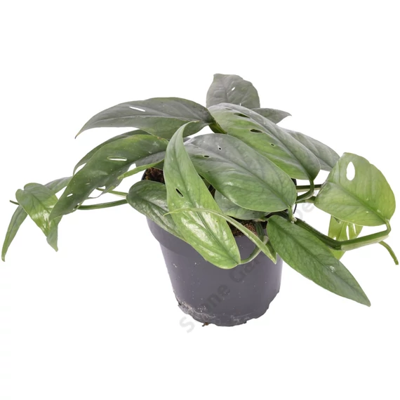 Epipremnum pinnatum Cebu Blue