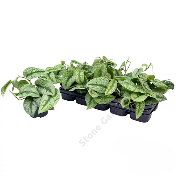 Scindapsus pictus Trebie