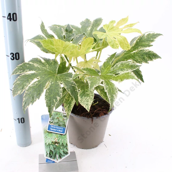Fatsia japonica spider web