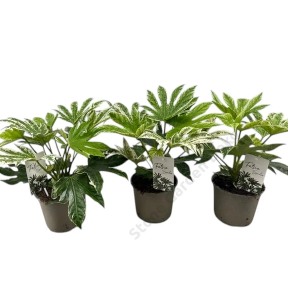 Fatsia japonica spider web