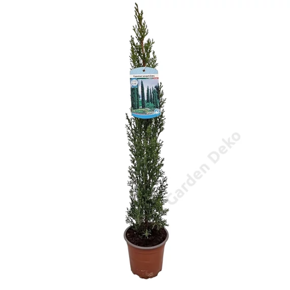 Cupressus sempervirens Totem