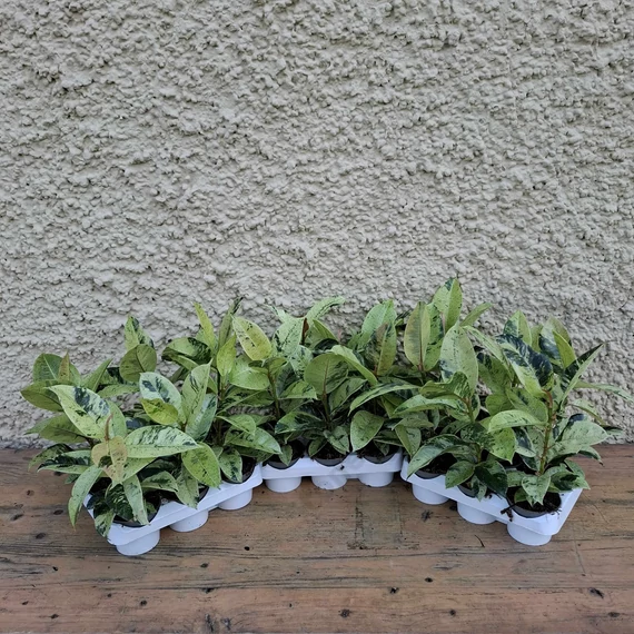 Ficus elastica Shivereana