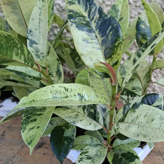 Ficus elastica Shivereana
