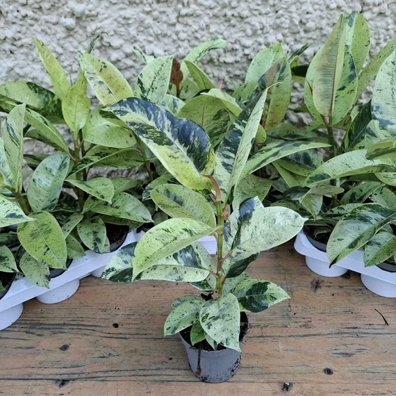 Ficus elastica Shivereana