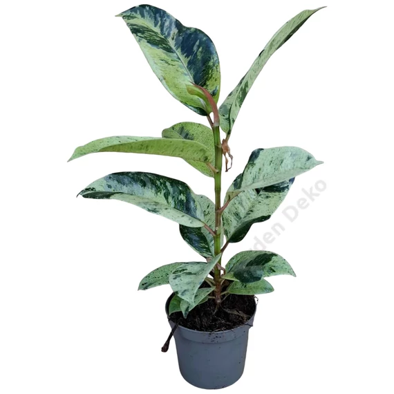 Ficus elastica Shivereana