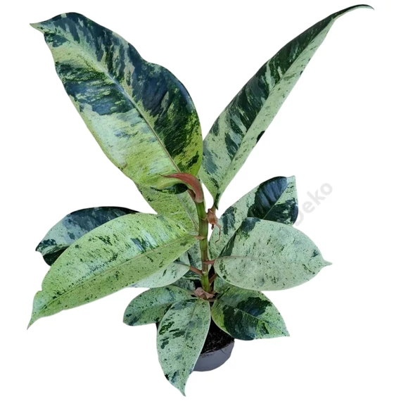 Ficus elastica Shivereana
