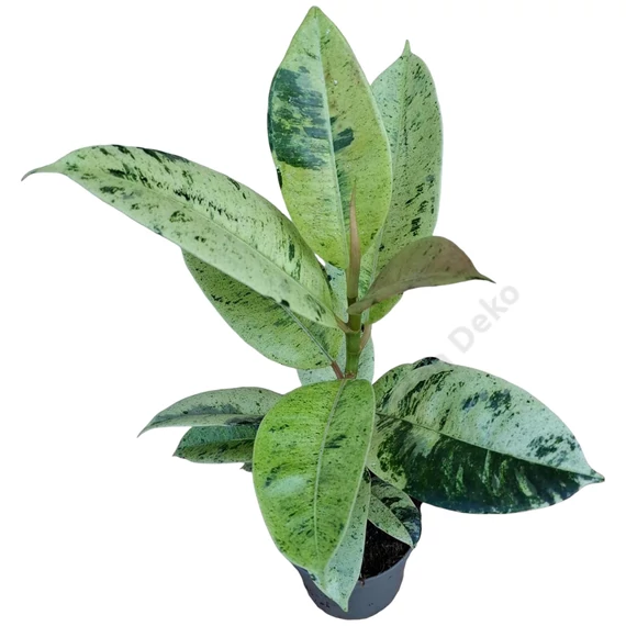 Ficus elastica Shivereana