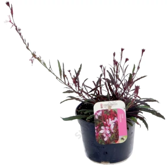 Gaura Rosa