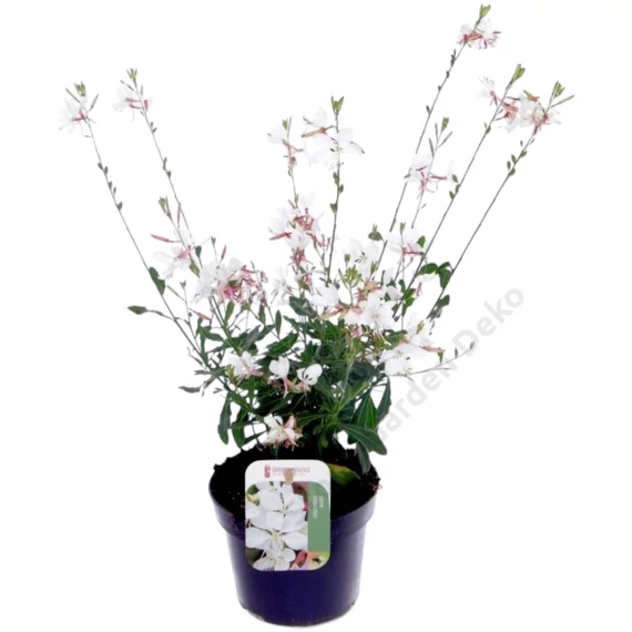 Gaura White